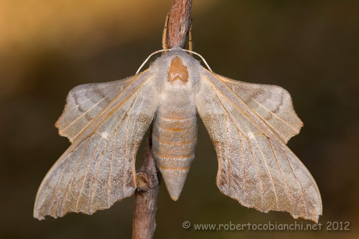 Laothoe populi 